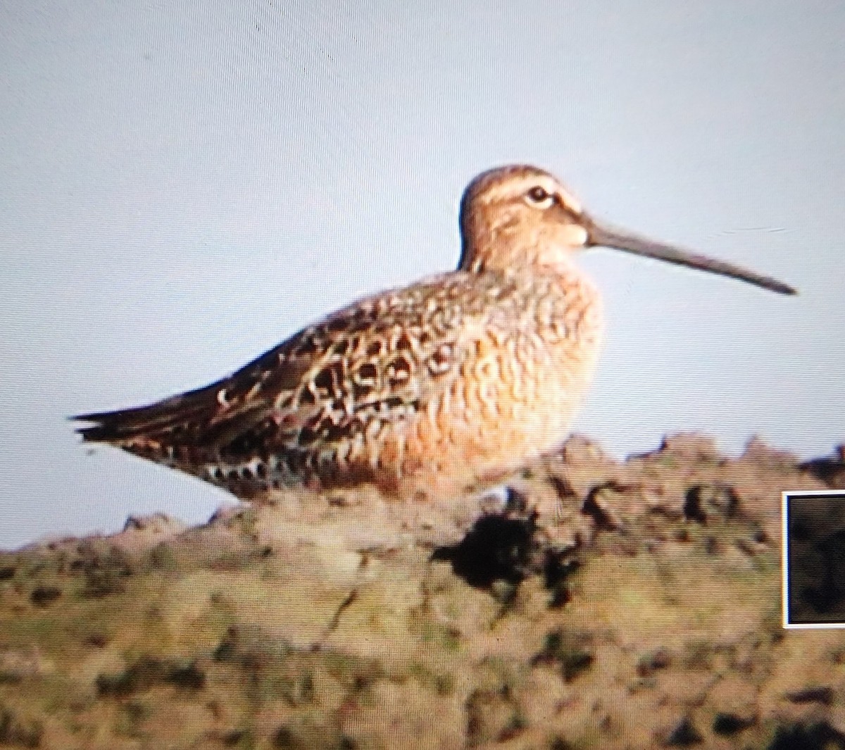 Long-billed Dowitcher - ML618599950