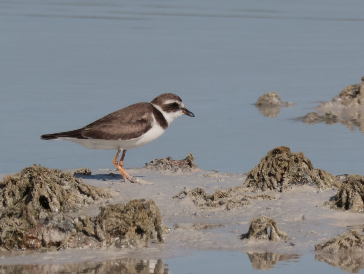 Semipalmated Plover - ML618599960