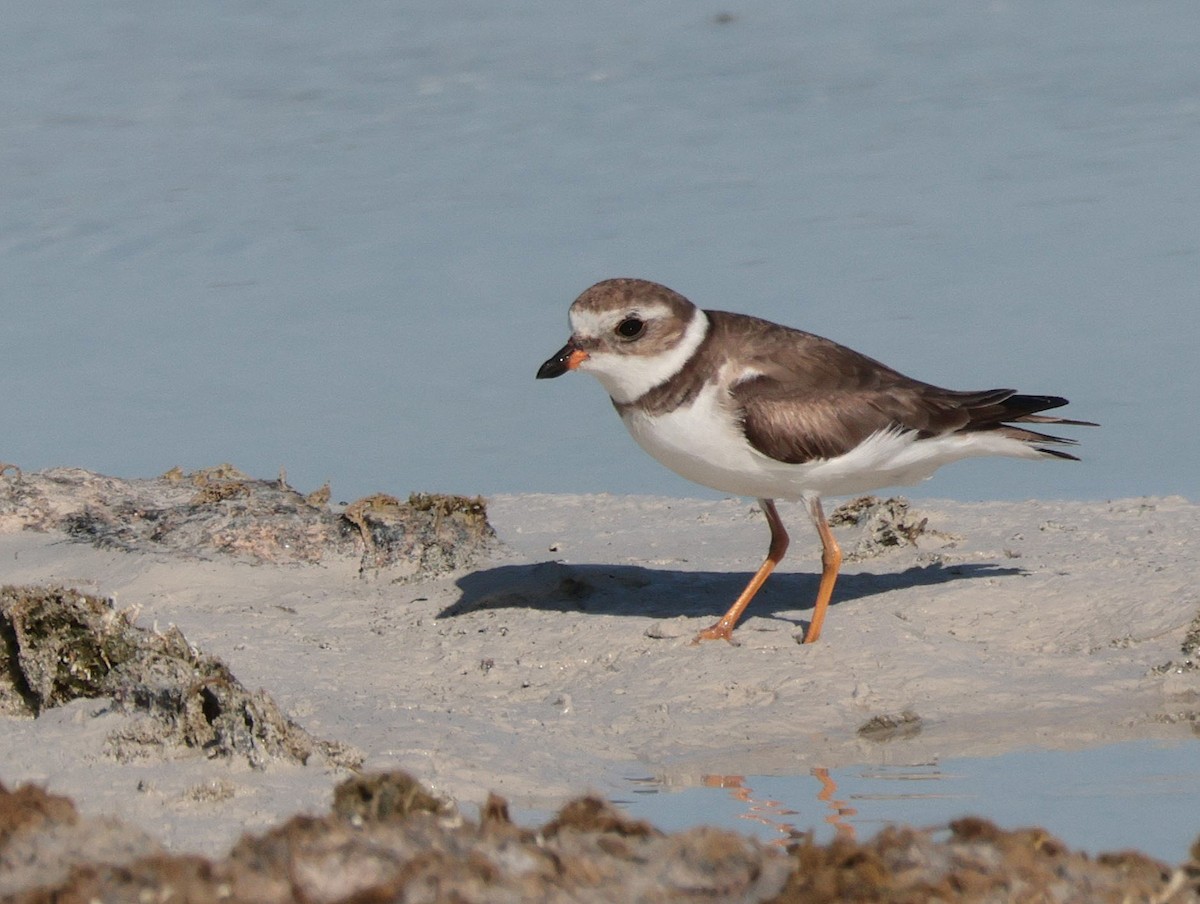 Semipalmated Plover - ML618599961