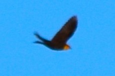 Yellow-headed Blackbird - ML618599963