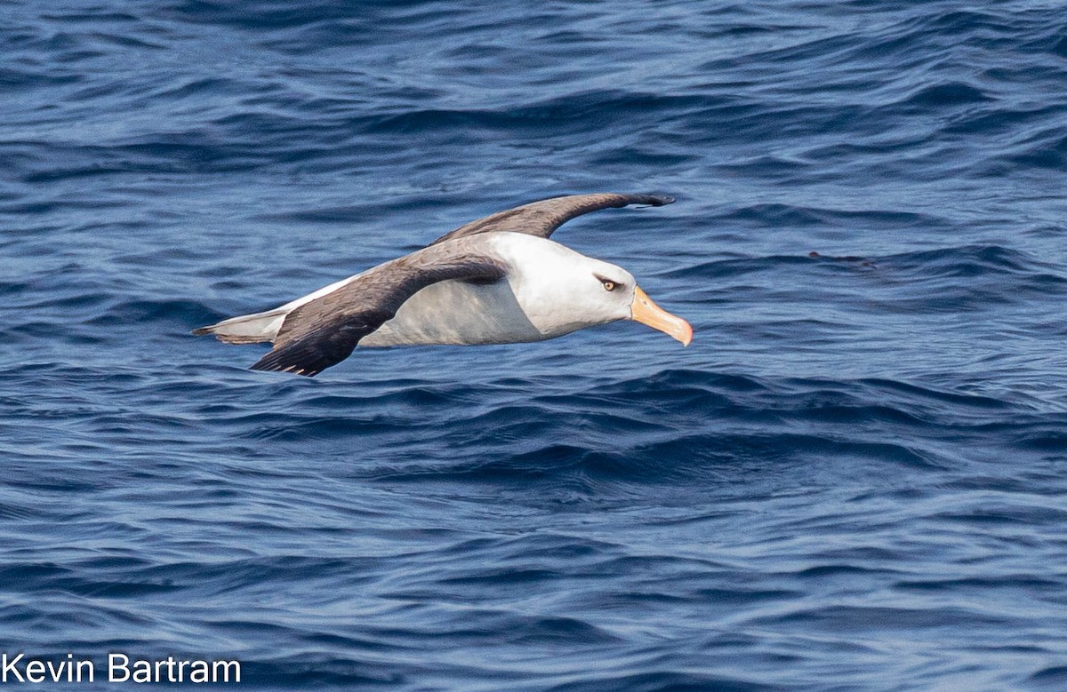 Albatros Ojeroso (impavida) - ML618599966