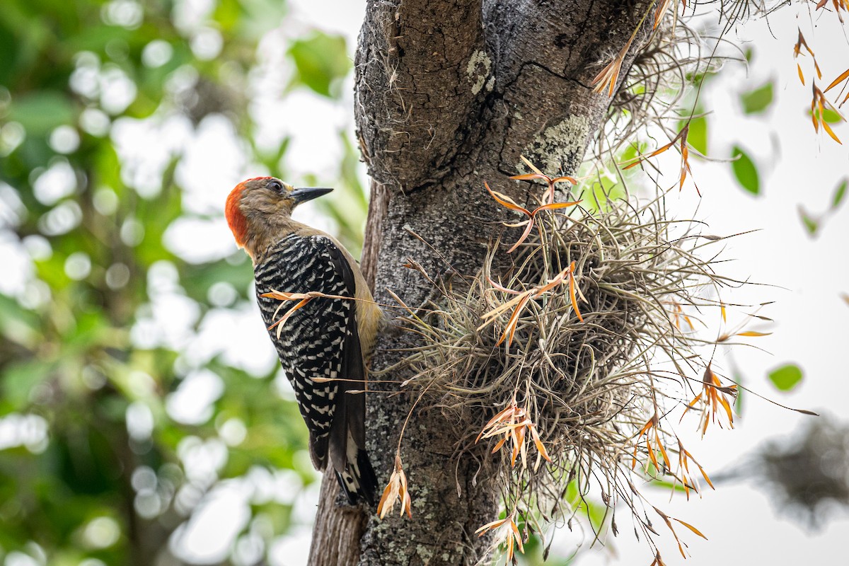 Red-crowned Woodpecker - ML618599967