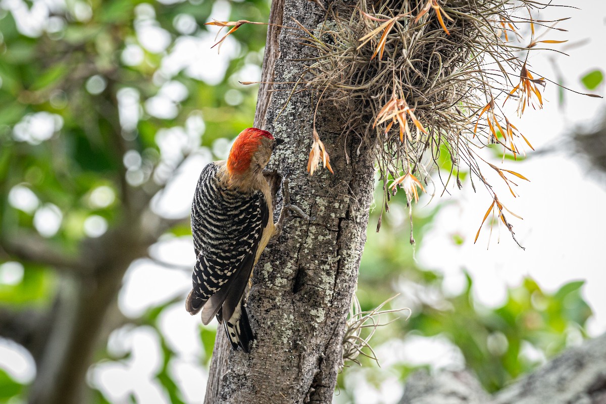 Red-crowned Woodpecker - ML618599968