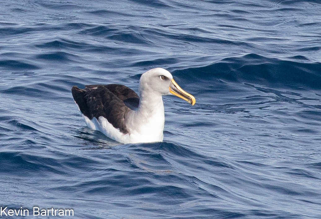 albatros Bullerův - ML618599969
