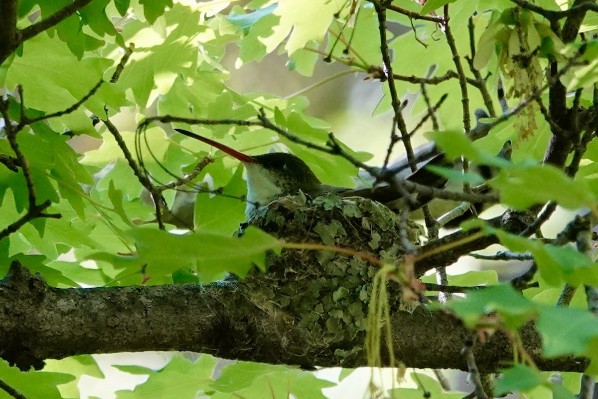 Violet-crowned Hummingbird - ML618599970