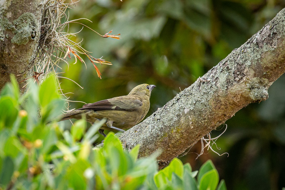 Palm Tanager - ML618599992
