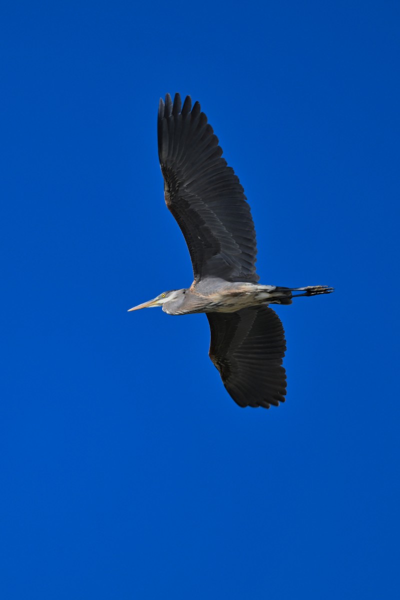 Great Blue Heron - ML618600016