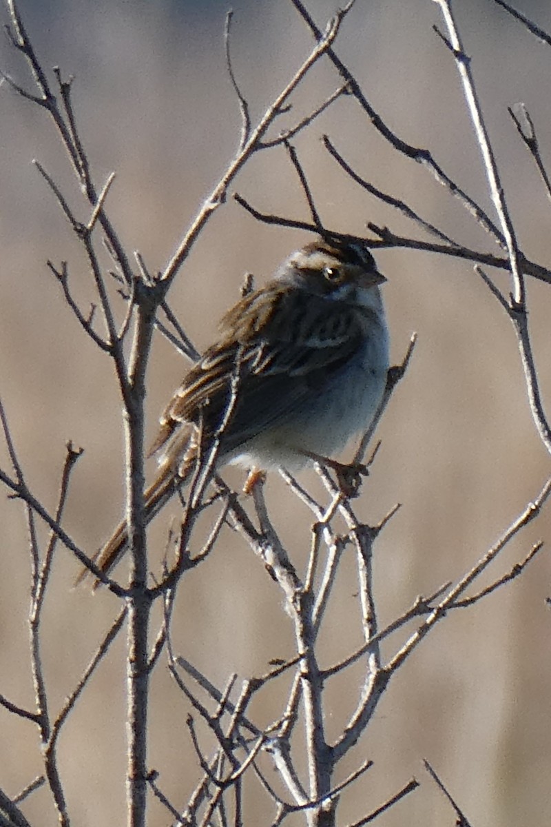 Clay-colored Sparrow - ML618600038