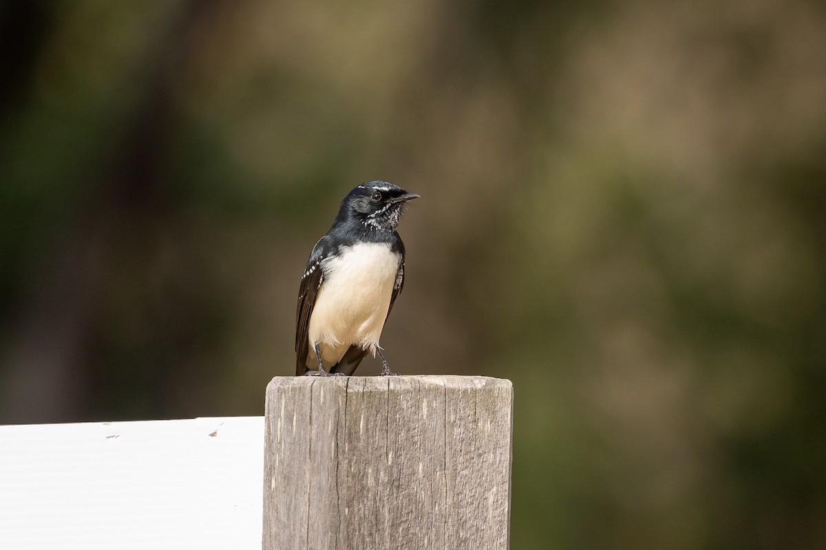 Willie-wagtail - ML618600040