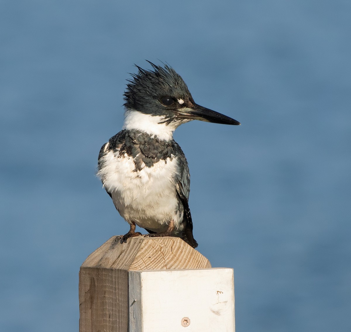 Belted Kingfisher - ML618600049