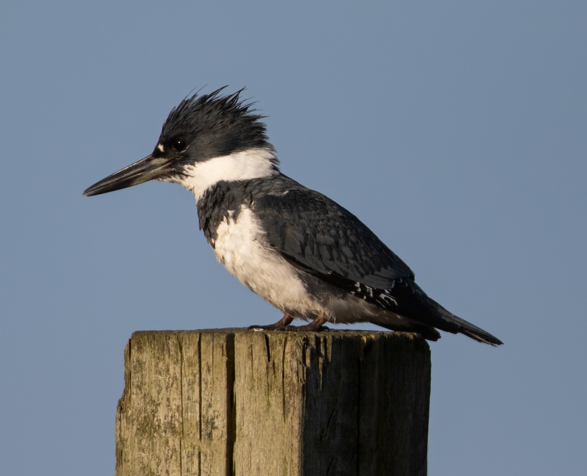 Belted Kingfisher - ML618600050