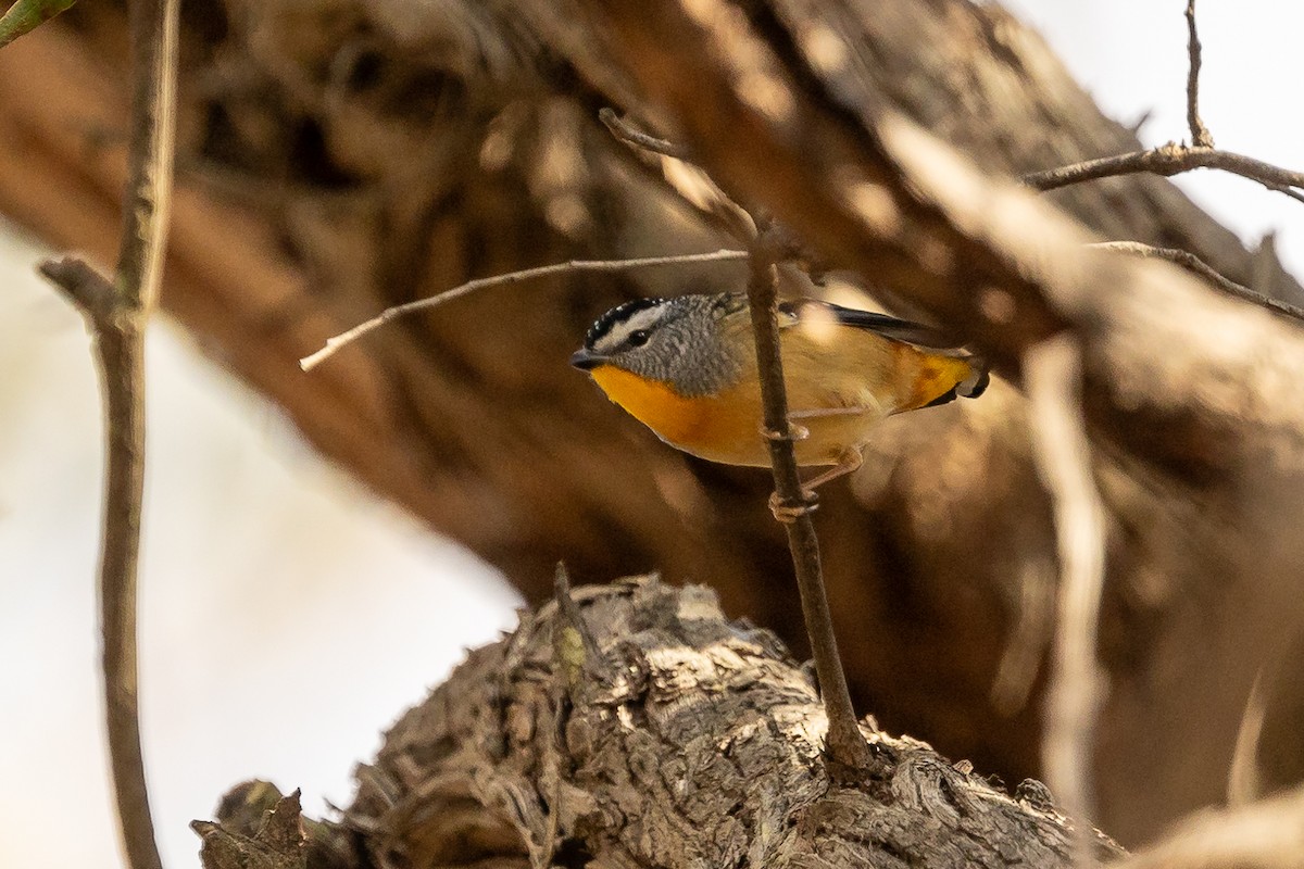 Spotted Pardalote - ML618600051