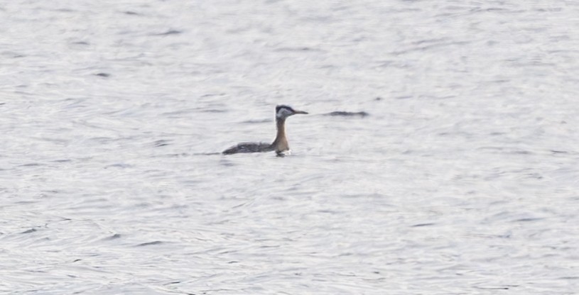 Red-necked Grebe - ML618600063