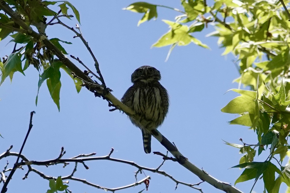 Northern Pygmy-Owl - ML618600079