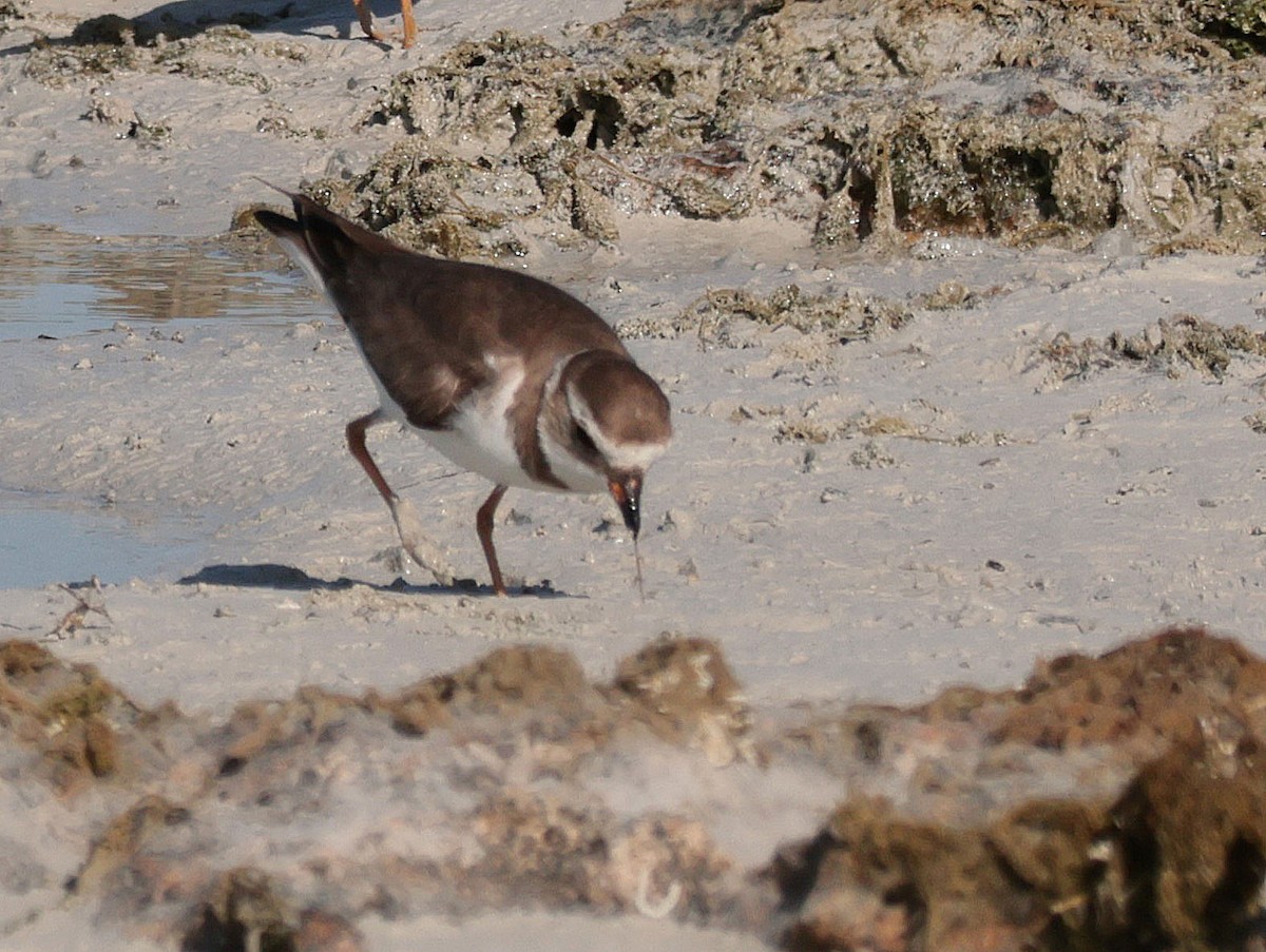 Semipalmated Plover - ML618600082