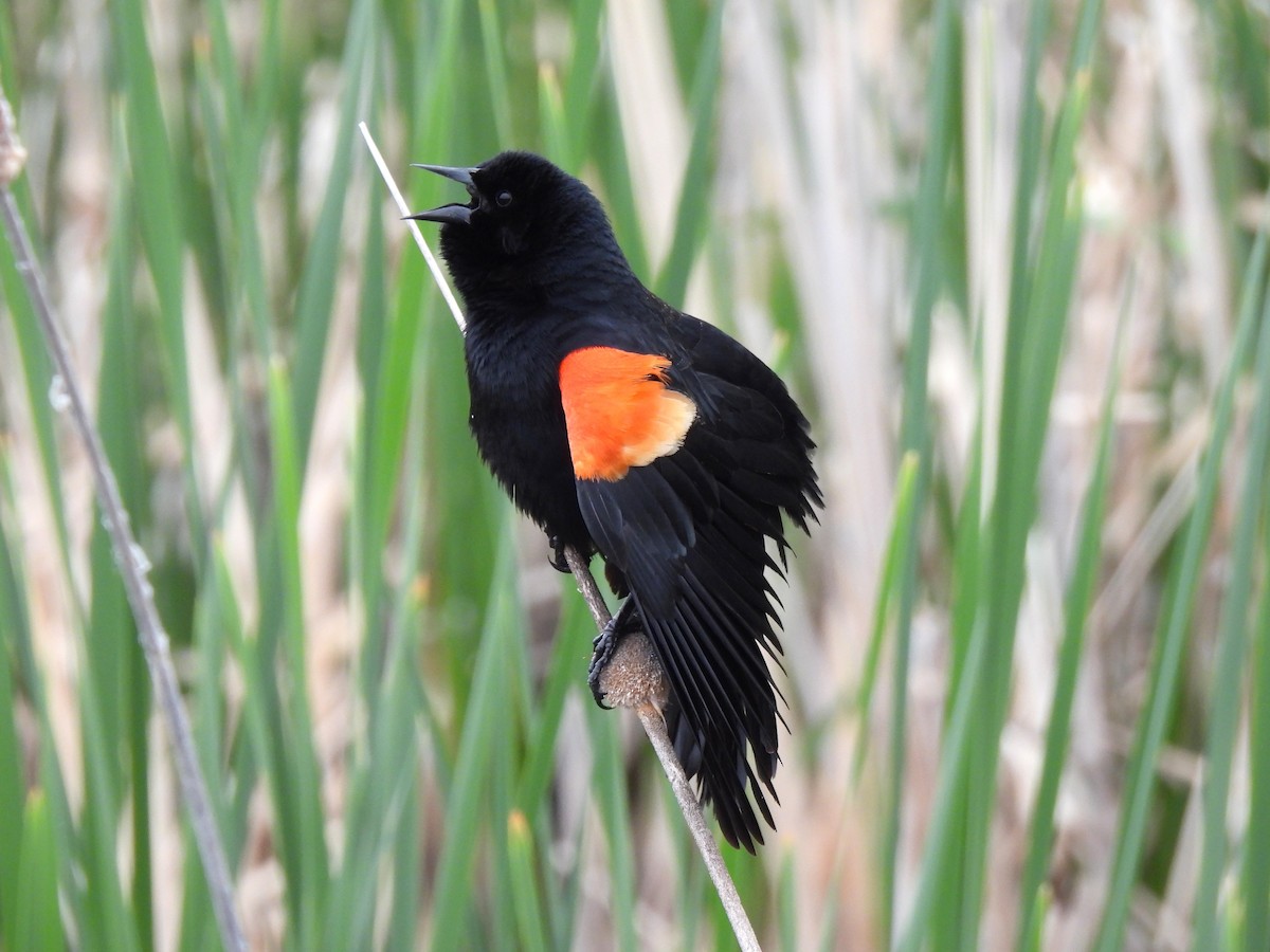 Red-winged Blackbird - ML618600094
