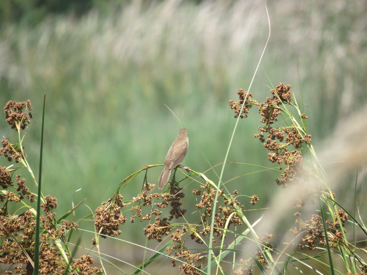 Great Reed Warbler - Sam Holcomb