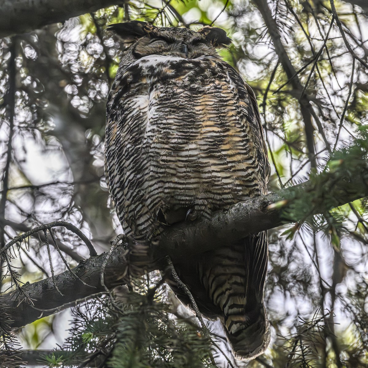 Great Horned Owl - ML618600140