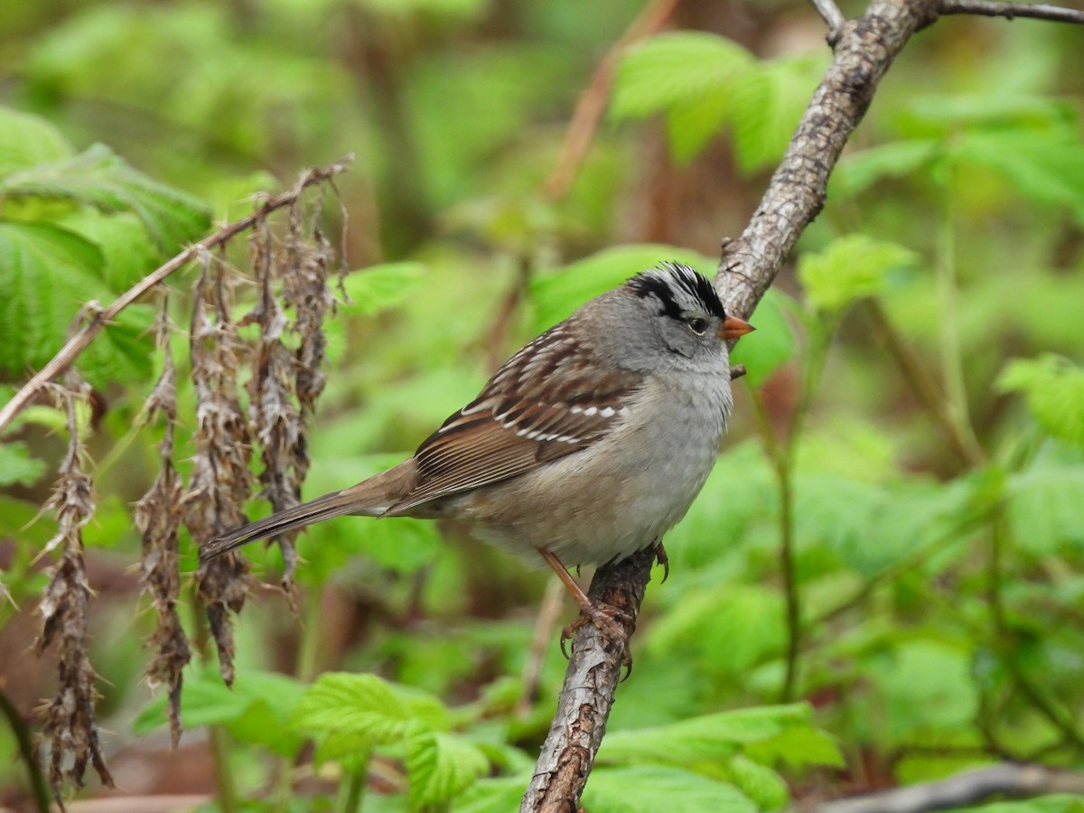 White-crowned Sparrow - ML618600153