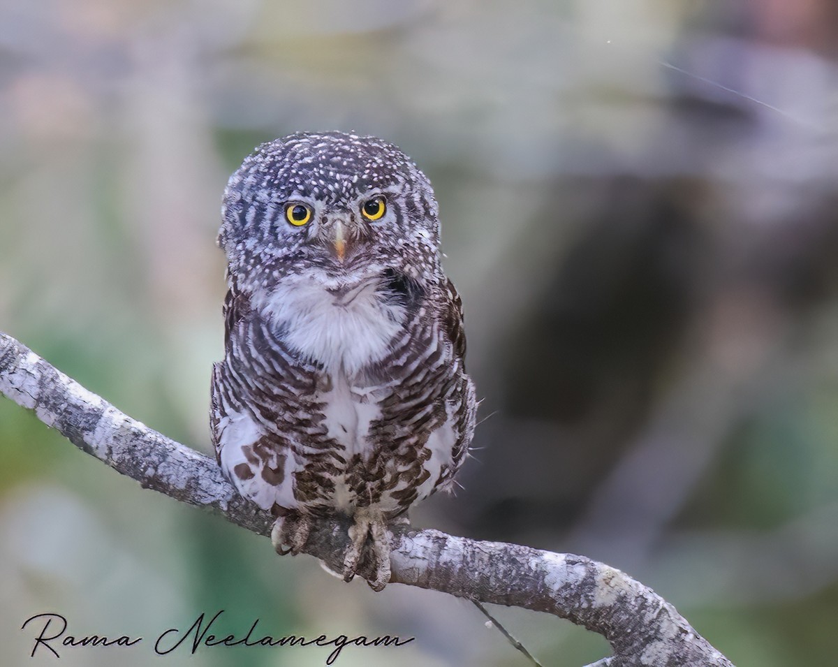 Collared Owlet - ML618600163