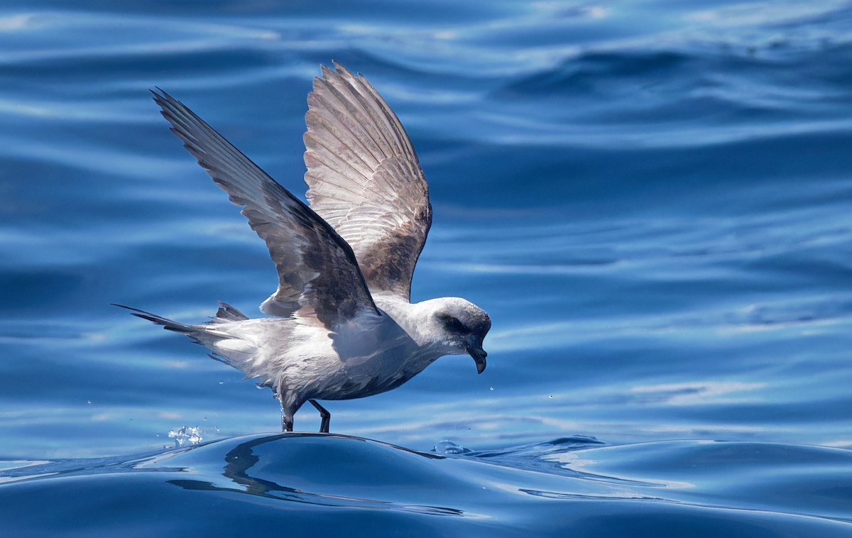 Fork-tailed Storm-Petrel - ML618600217