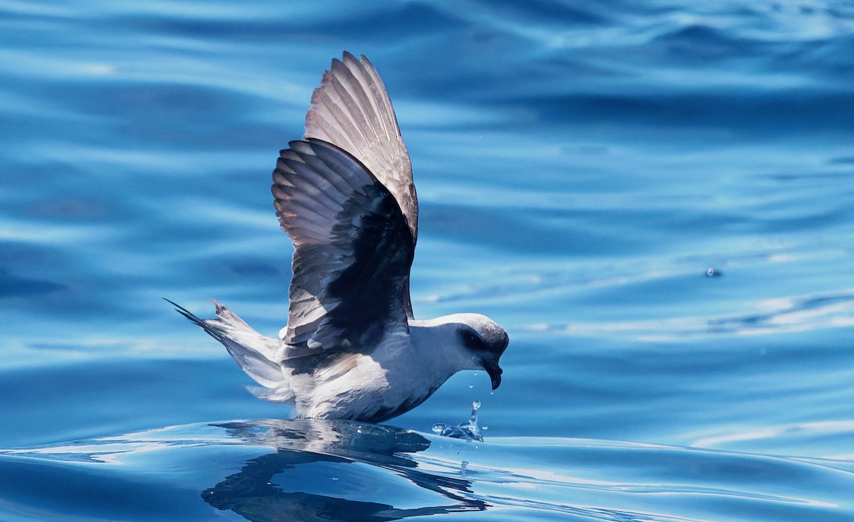 Fork-tailed Storm-Petrel - ML618600218