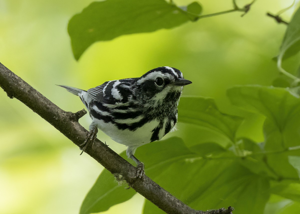 Black-and-white Warbler - ML618600220