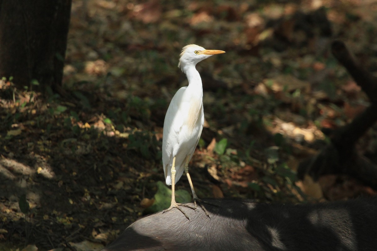 Египетская цапля (ibis) - ML618600285