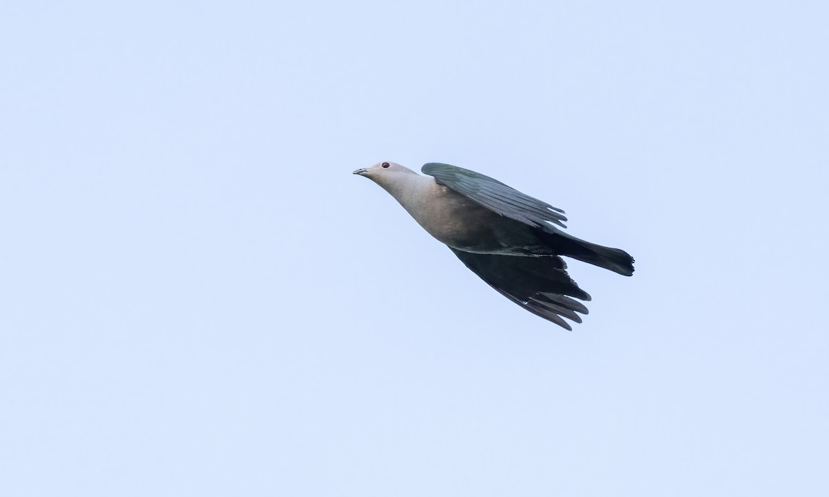 Green Imperial-Pigeon - ML618600311