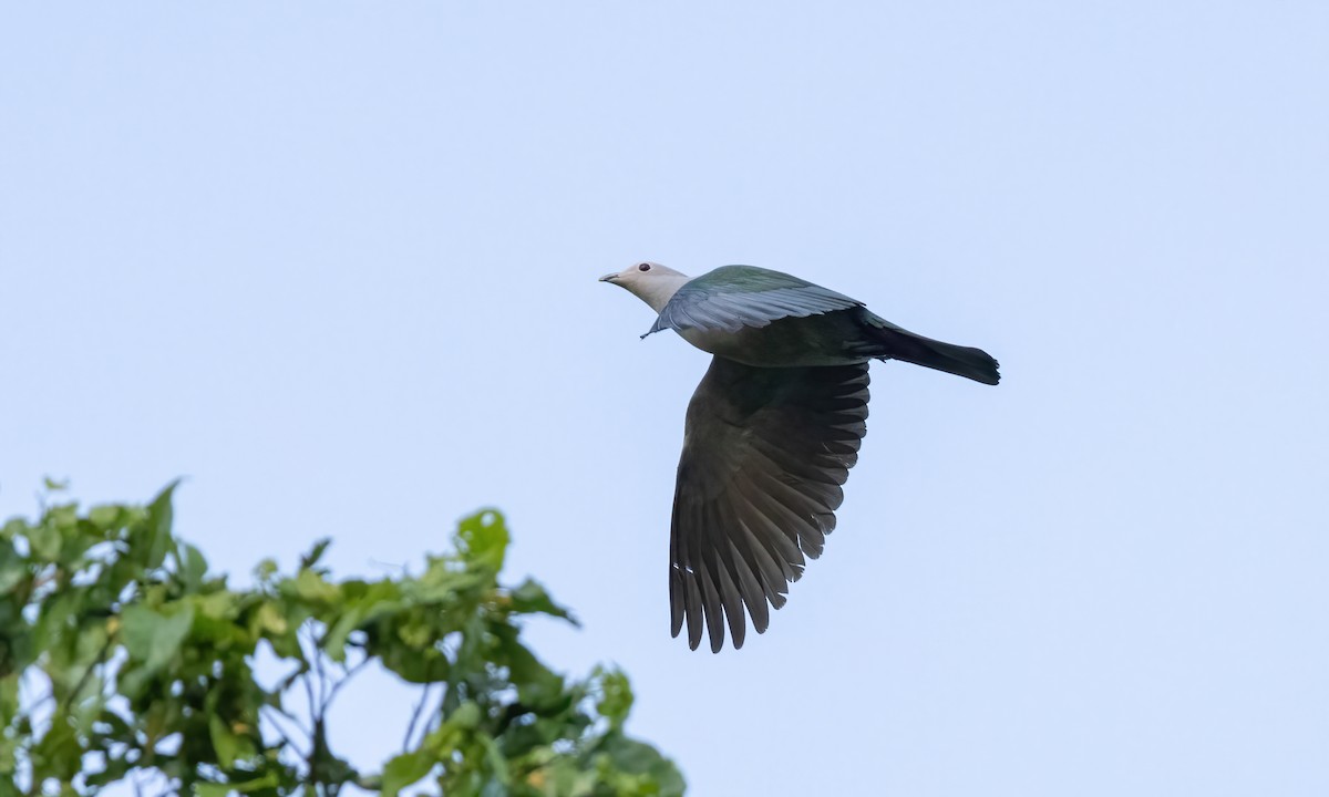 Green Imperial-Pigeon - ML618600314