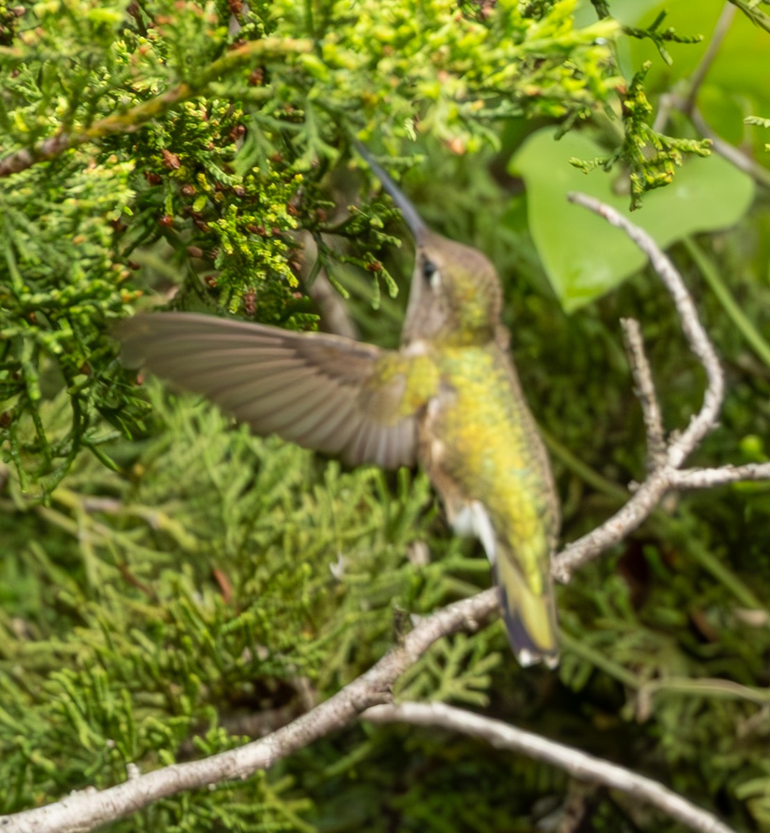 Ruby-throated/Black-chinned Hummingbird - ML618600326