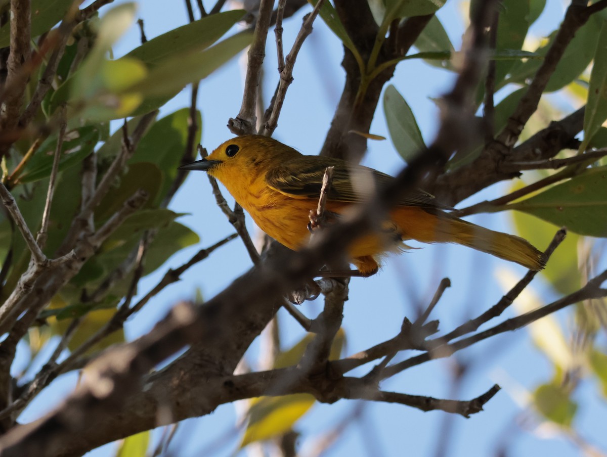 Yellow Warbler (Golden) - ML618600331