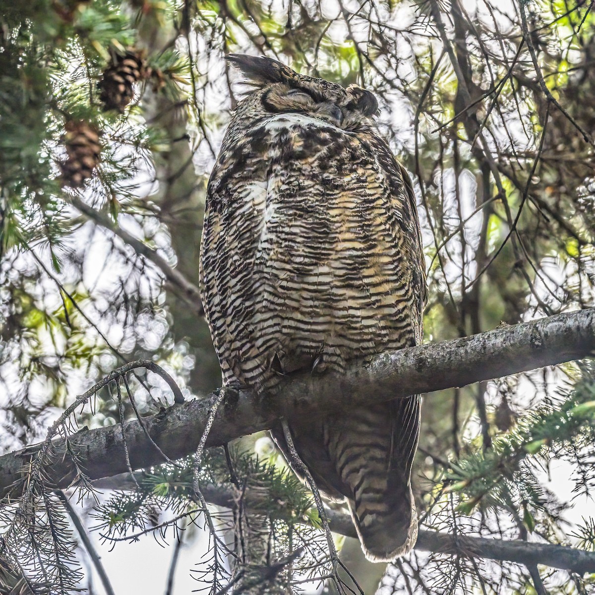 Great Horned Owl - ML618600347
