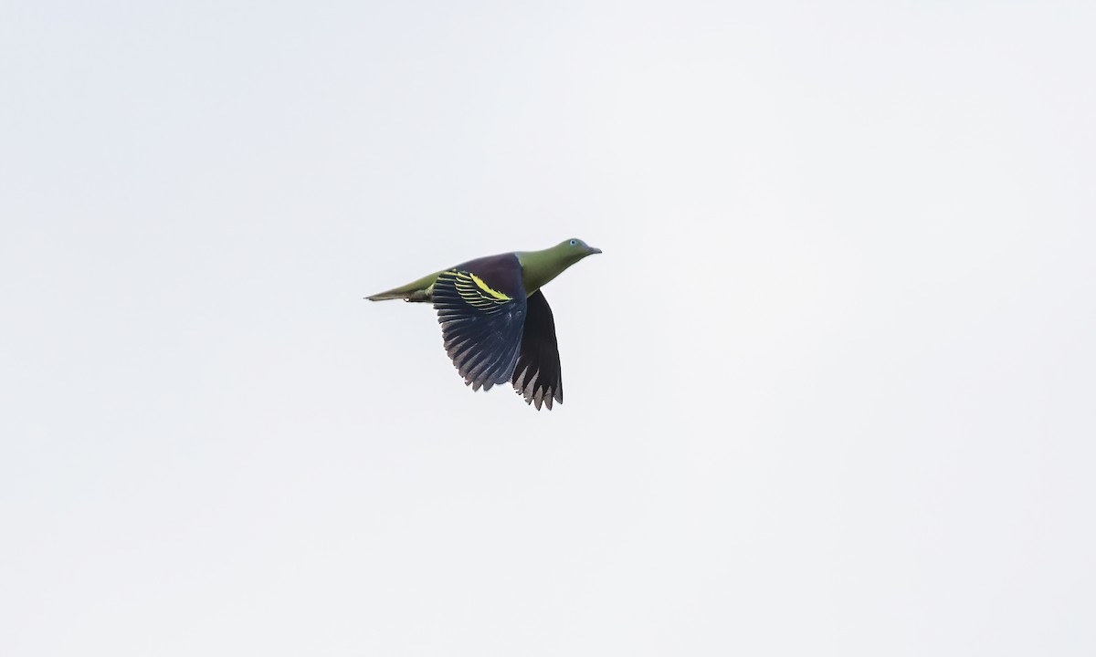 Филиппинский зеленый голубь - ML618600348