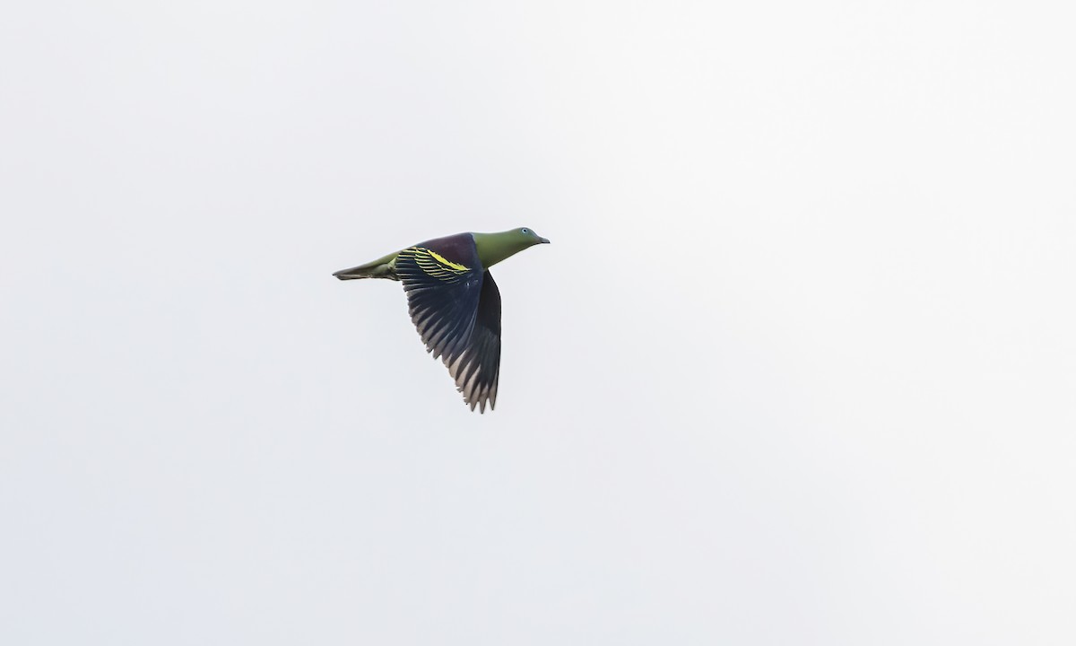 Филиппинский зеленый голубь - ML618600349