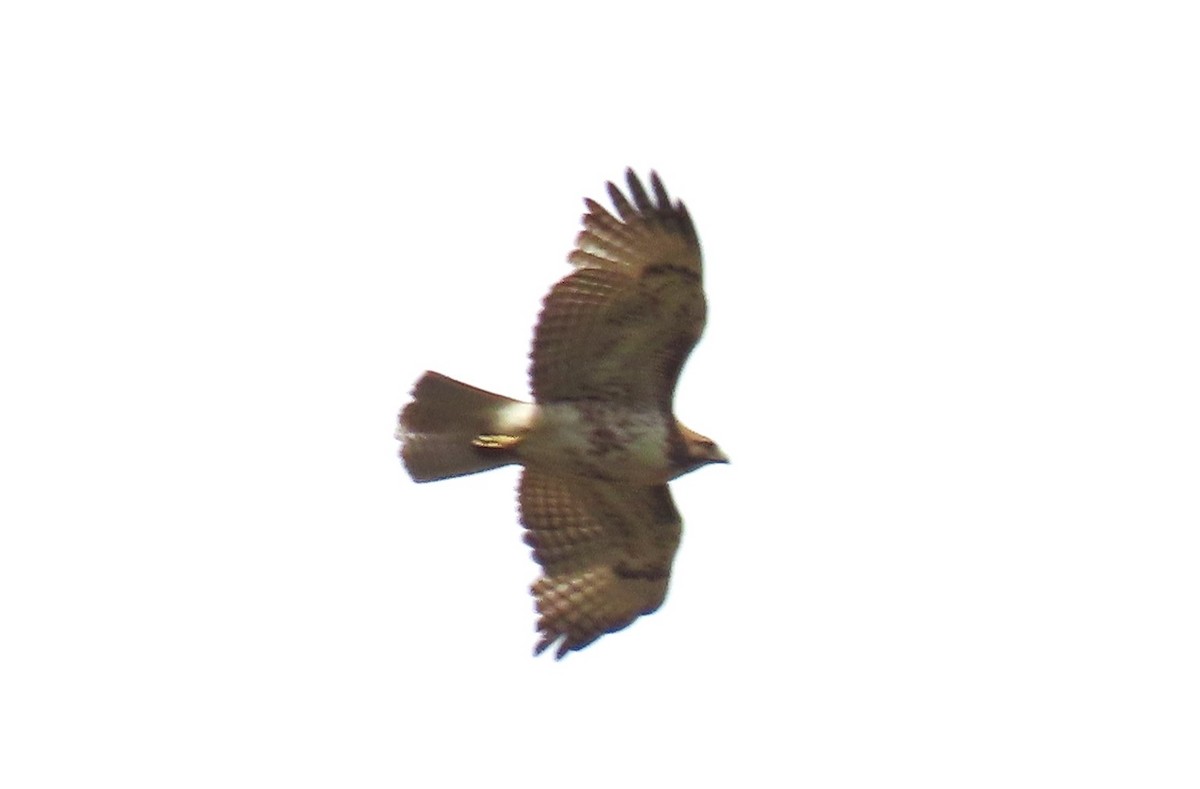 Red-tailed Hawk - ML618600358