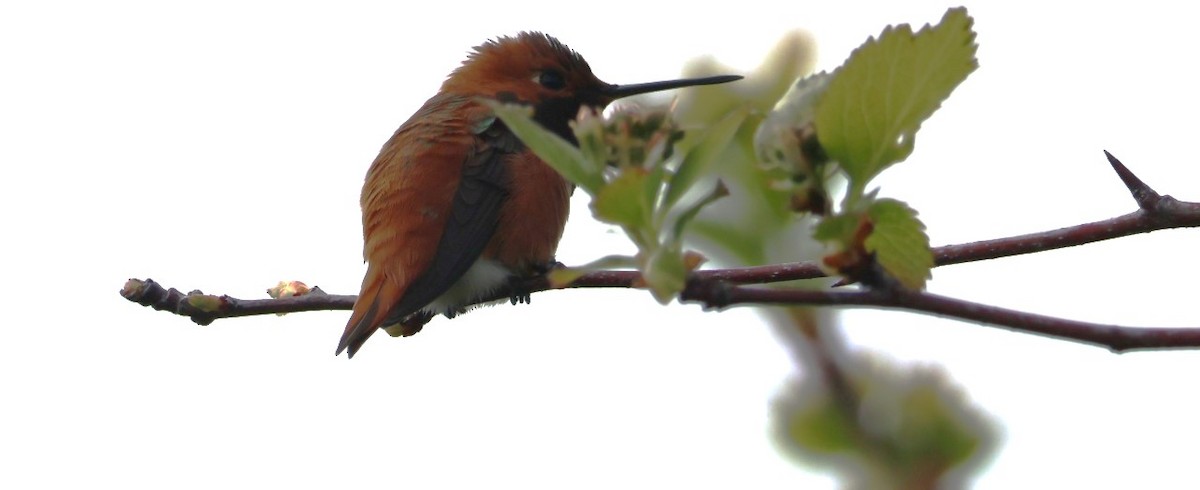 Rufous Hummingbird - Walter Thorne