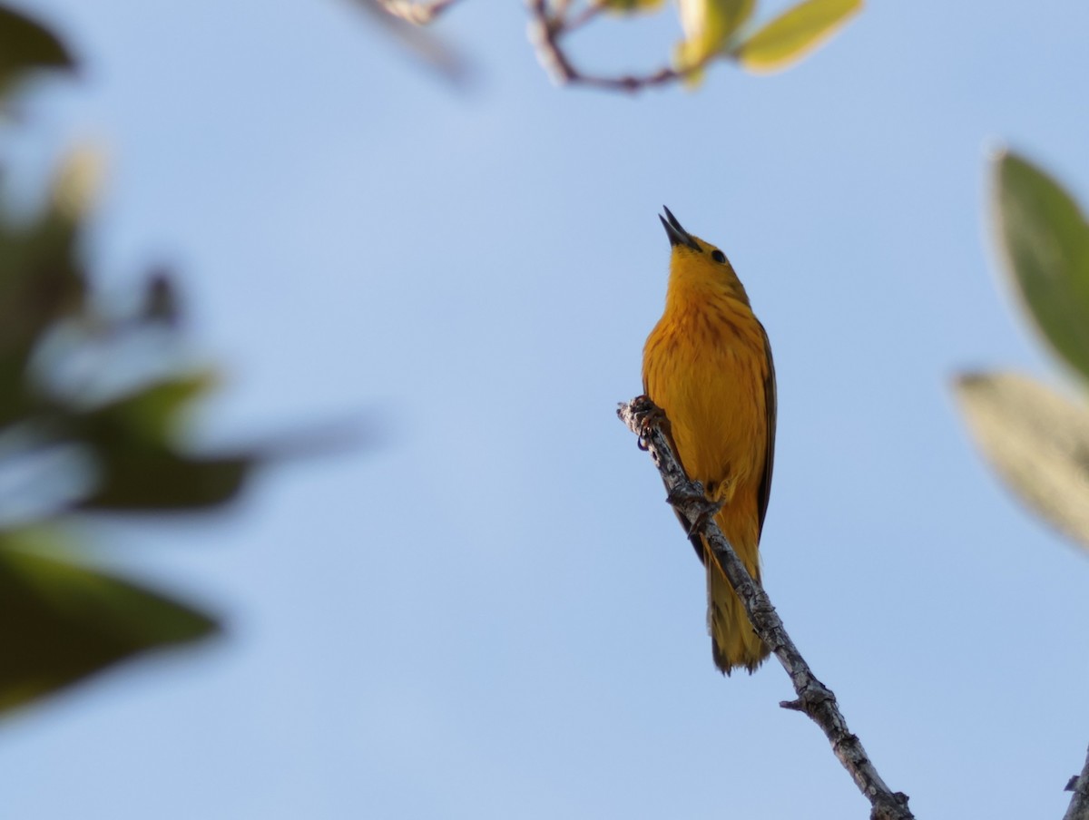 Yellow Warbler (Golden) - ML618600382