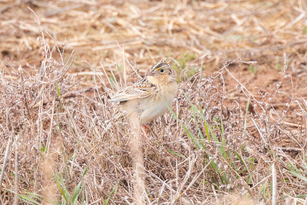 Grasshopper Sparrow - ML618600388