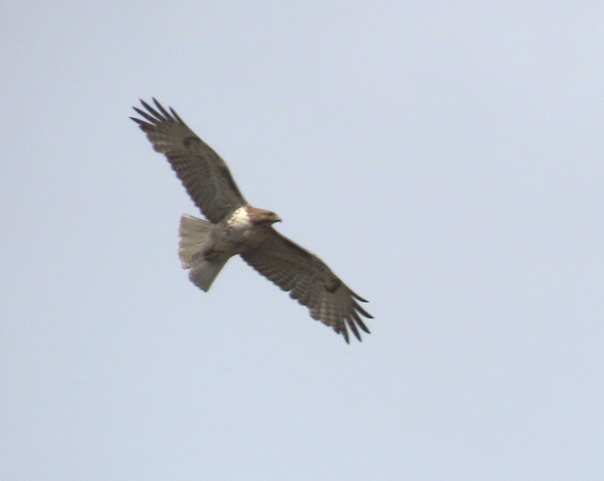 Red-tailed Hawk - ML618600411