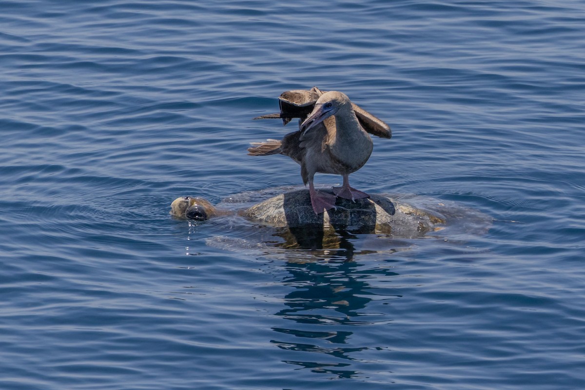 Red-footed Booby - ML618600414