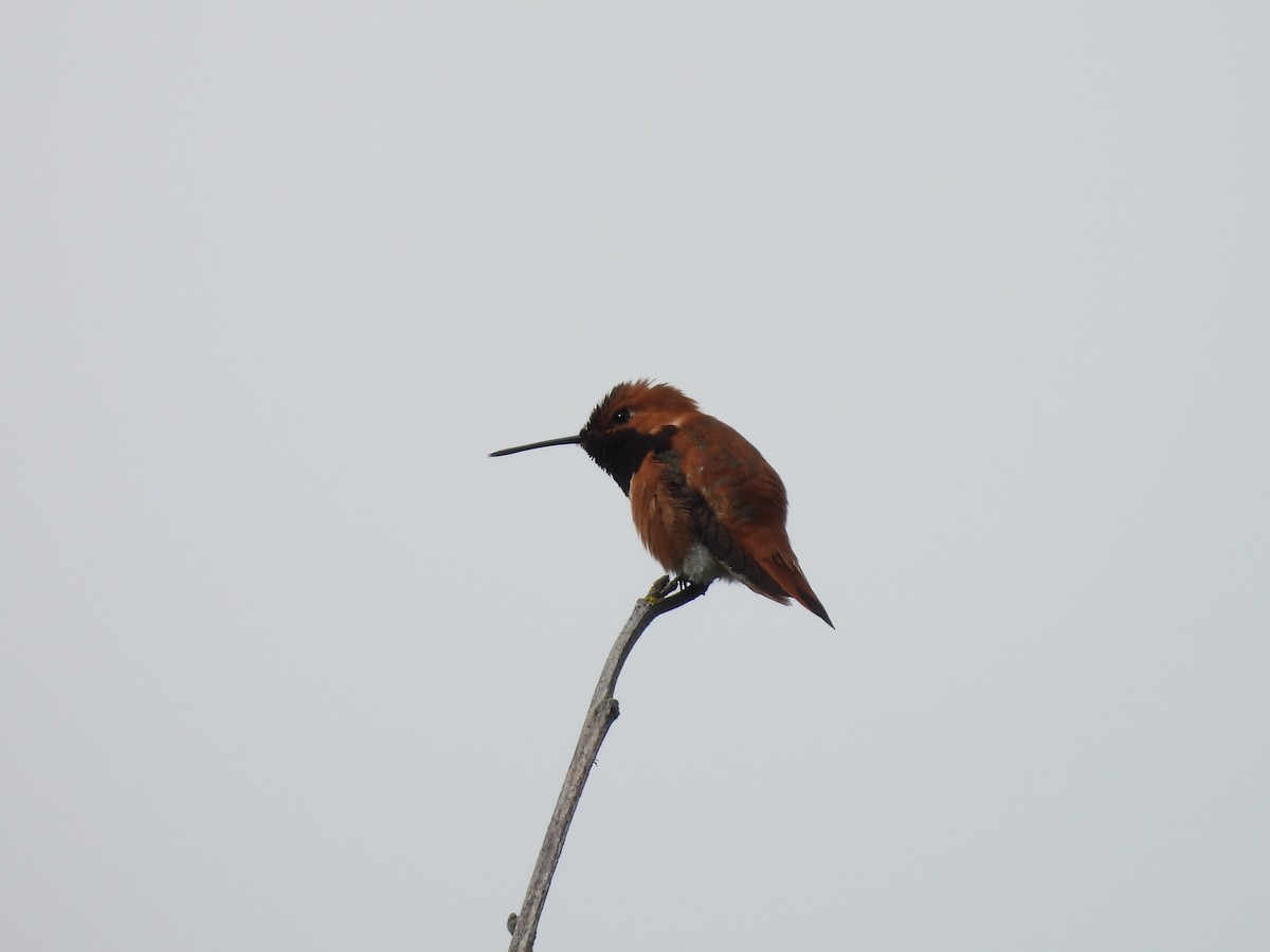 Rufous Hummingbird - ML618600418