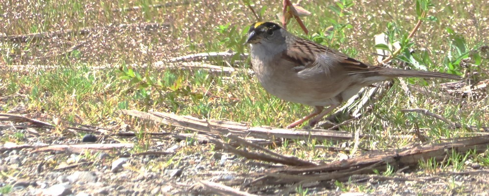 Golden-crowned Sparrow - ML618600419