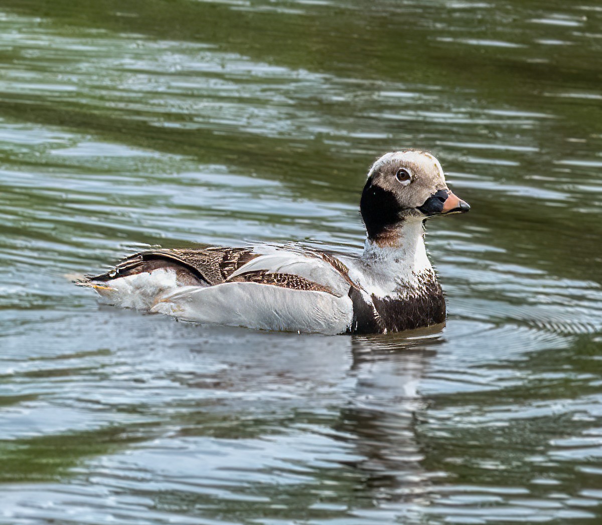 Long-tailed Duck - ML618600437