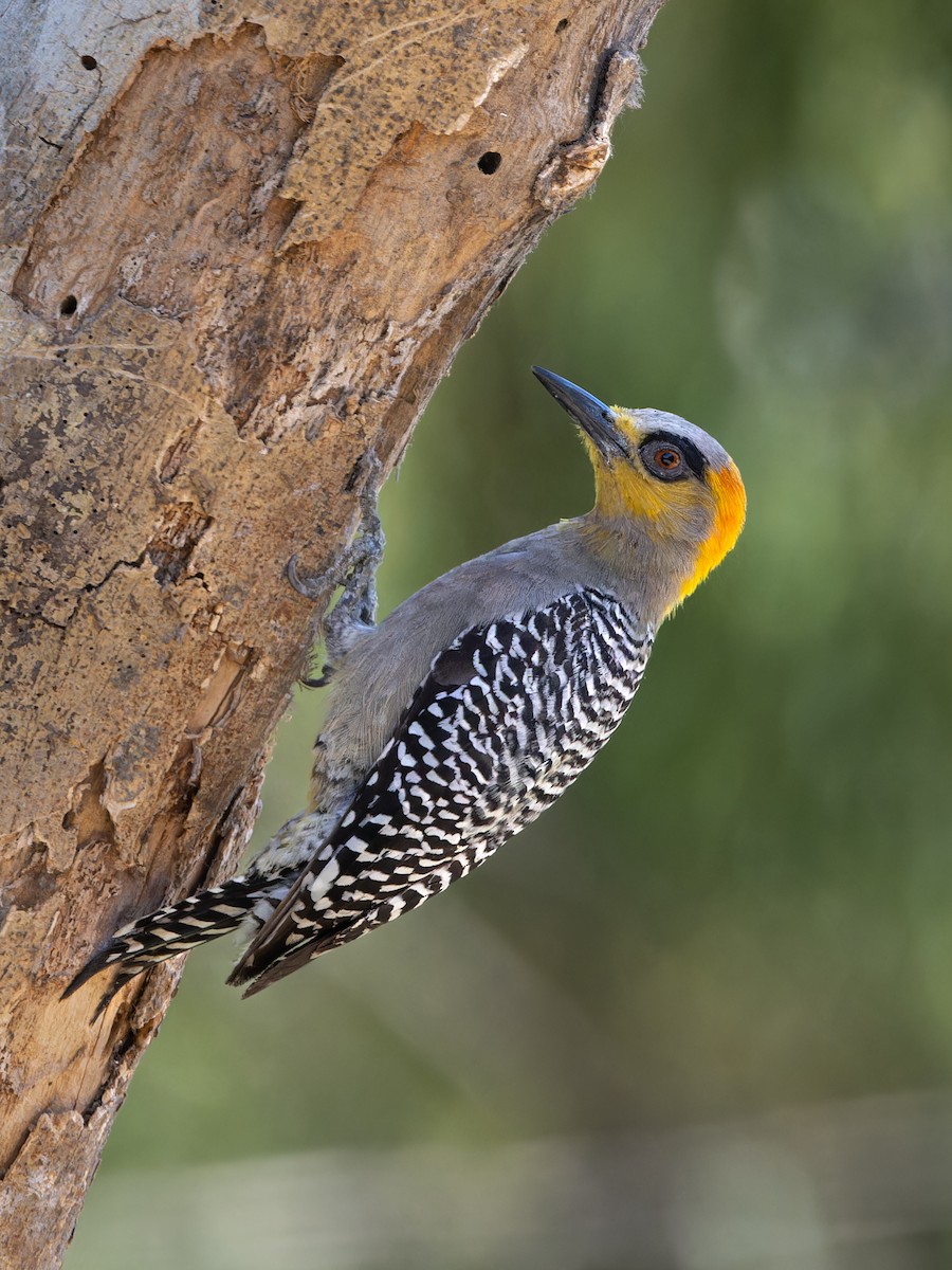 Golden-cheeked Woodpecker - ML618600485