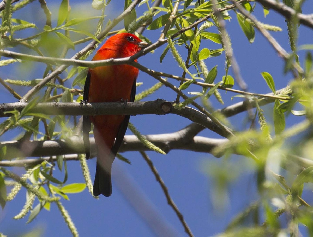 Scarlet Tanager - ML618600501
