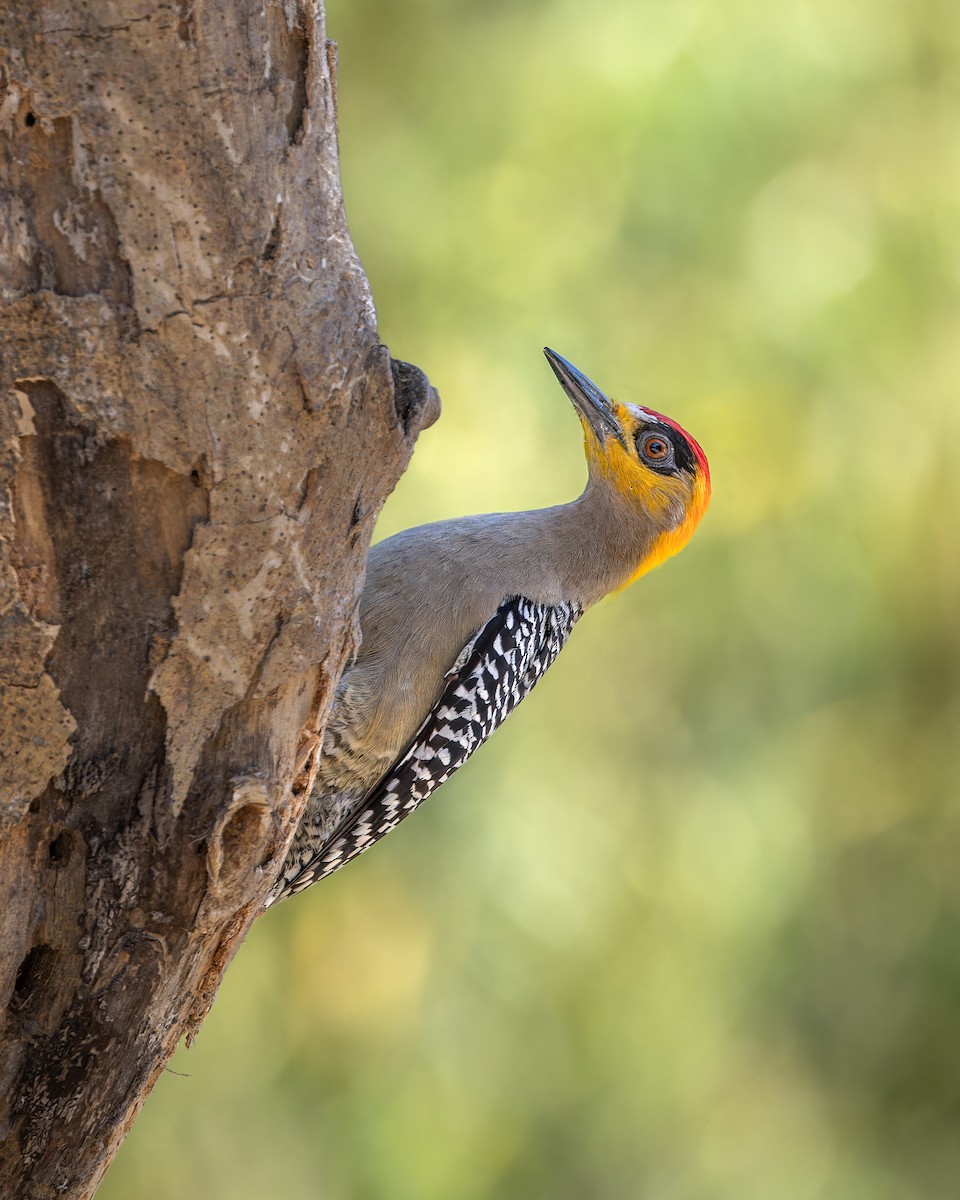 Golden-cheeked Woodpecker - ML618600506