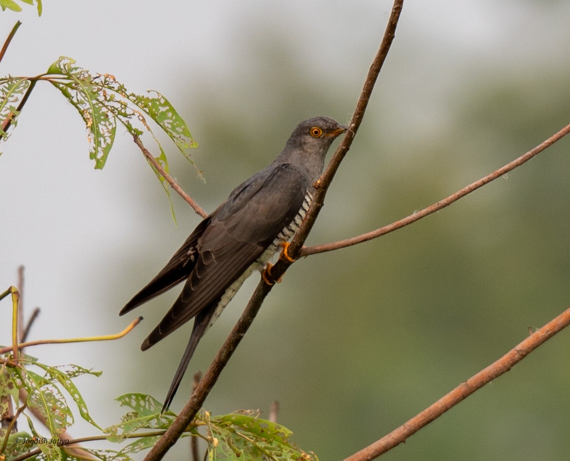 Common Cuckoo - Jagdish Jatiya