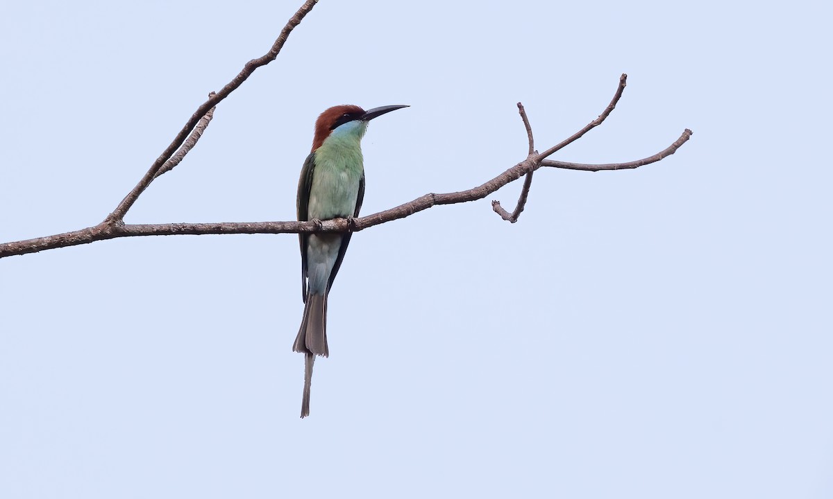 Rufous-crowned Bee-eater - ML618600515