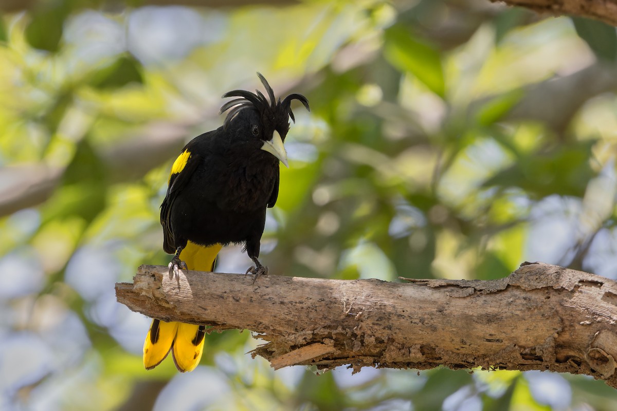 Yellow-winged Cacique - ML618600556
